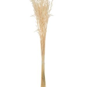 Ramo seco de AVENA
